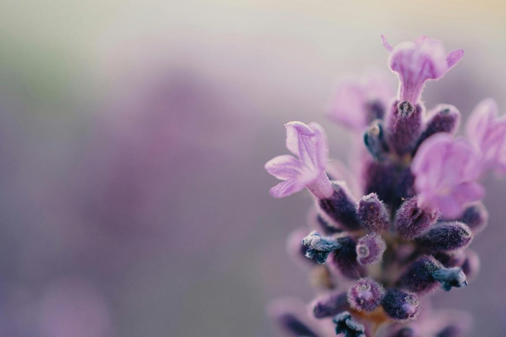 Lavendel für die Naturkosmetik, Lavendelöl oder ein Raumduftspray. Auch im Haushalt nützlich und wichtig für die Umwelt.