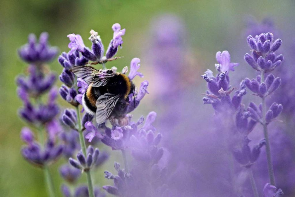 Lavendel für die Naturkosmetik, Lavendelöl oder ein Raumduftspray. Auch im Haushalt nützlich und wichtig für die Umwelt.